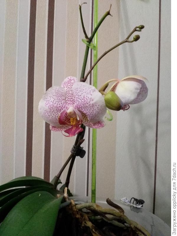 Боковой цветонос