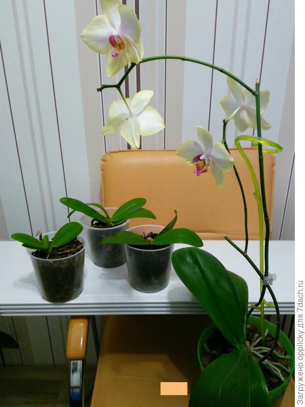 Что делать, если орхидея дала отросток на стебле, и как ухаживать за деткой?
