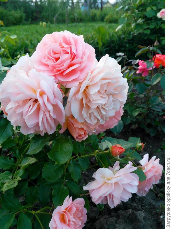 Роза флорибунда &amp;quot;Гейша&amp;quot;