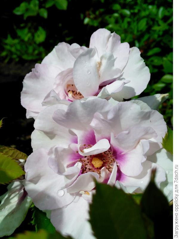 роза Eyes for you