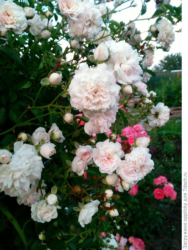 Безымянная красавица