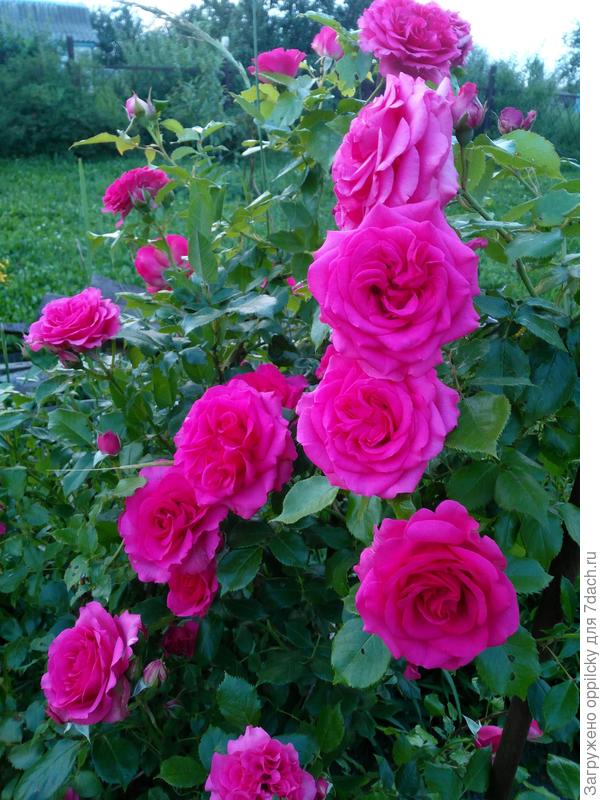 Безымянная красавица