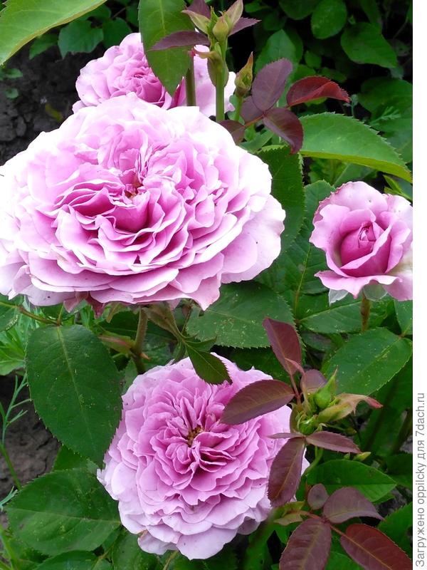 роза Lavender Ice