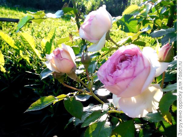 роза Пьер де Ронсар (Pierre de Ronsard)