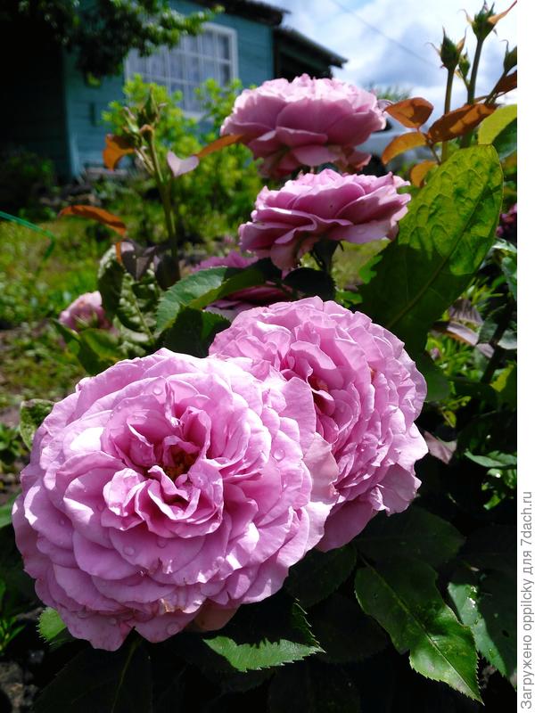 роза Lavender Ice