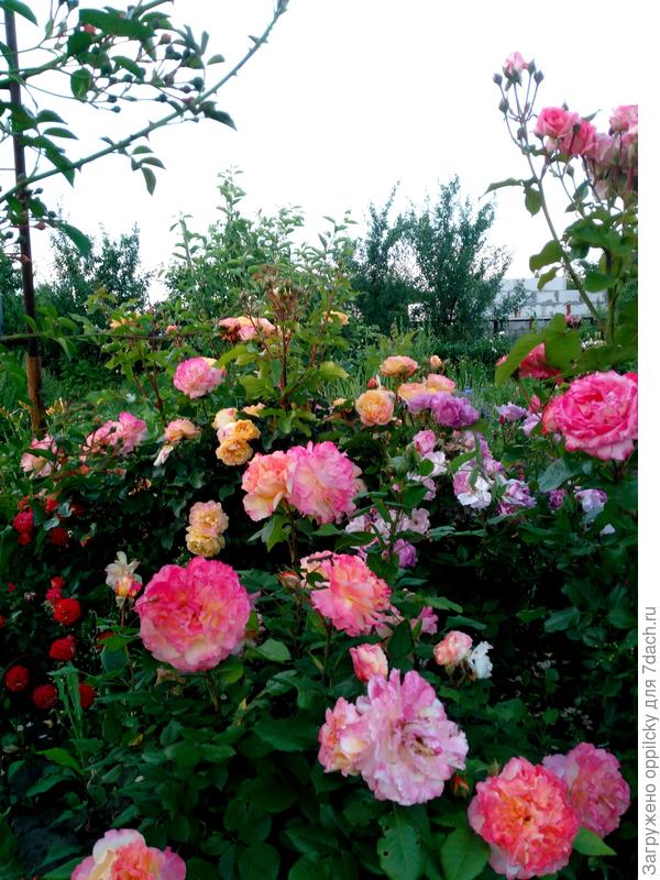 Роза Акварель (Aquarell)