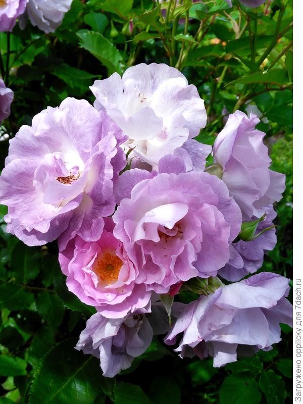 роза Blue for you