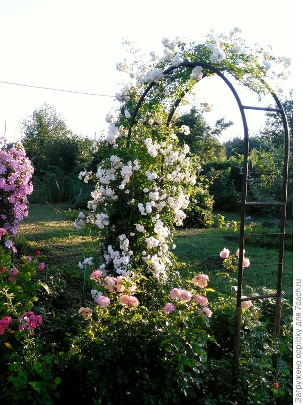 Цветущая арка