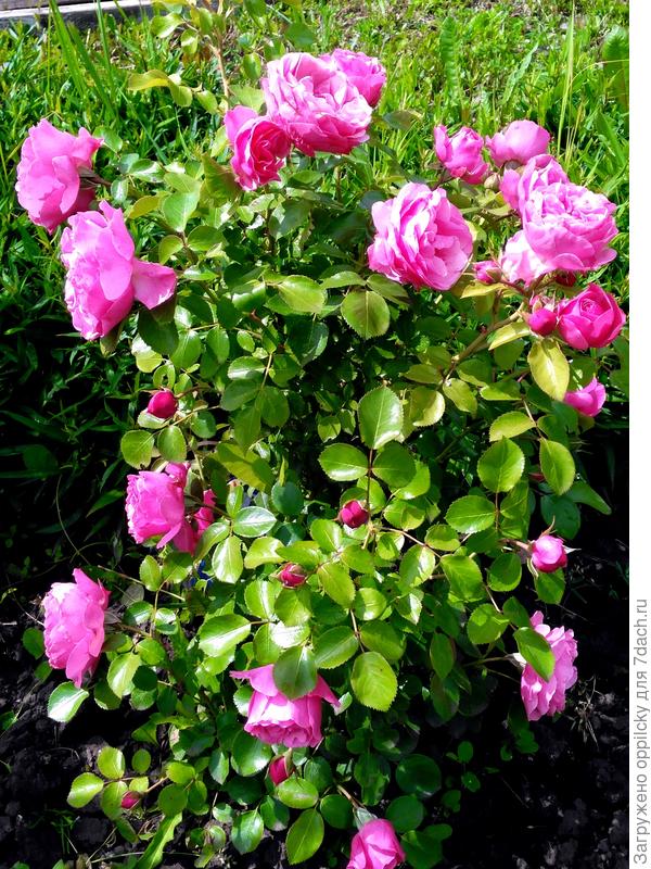 Роза Леонардо да Винчи