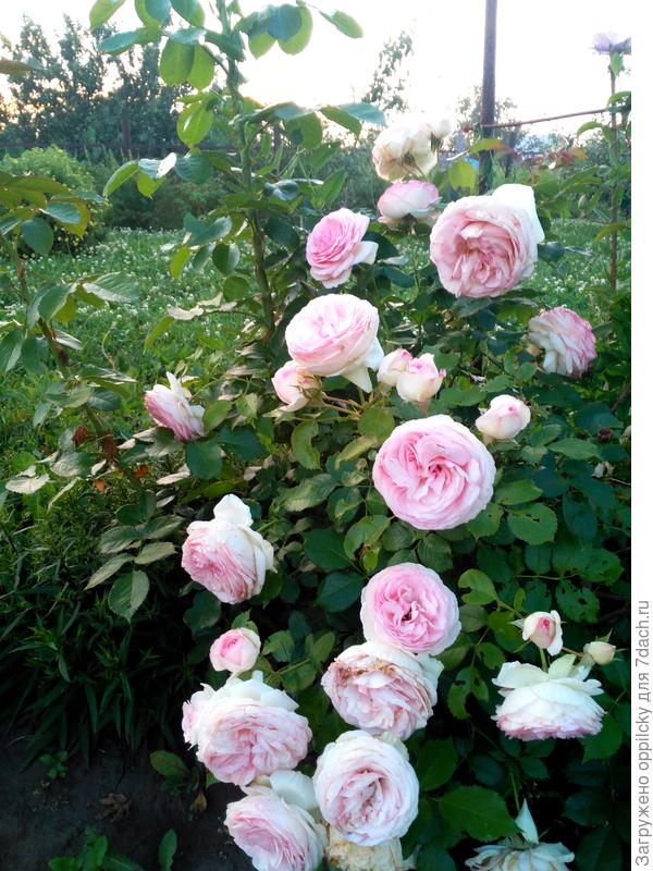 роза Пьер де Ронсар (Pierre de Ronsard)