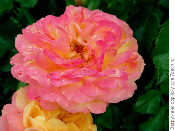 Роза Lampion (растет на солнечном месте, от того и румянная)