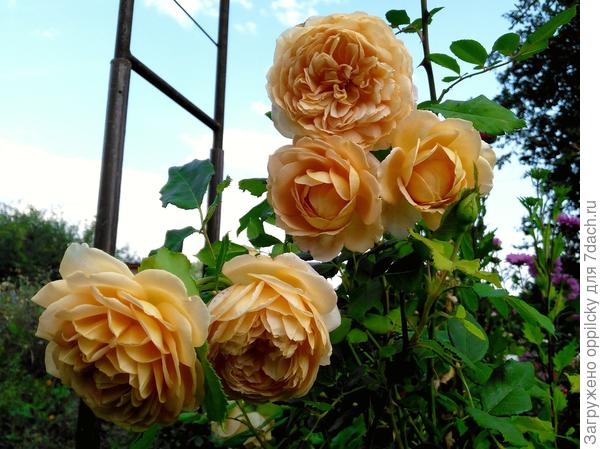 Английская леди «Teasing Georgia»