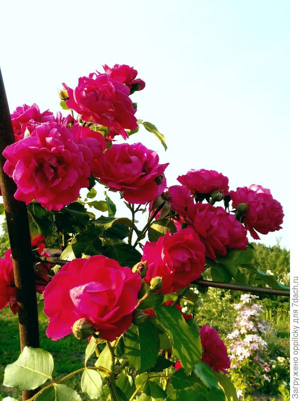 Плетистая роза Flammentanz (Фламментанц)