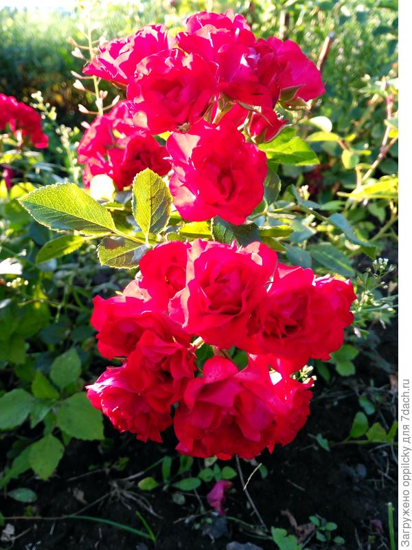 Почвопокровная роза СКАРЛЕТ МЕЙЯНДЕКОР (Scarlet Meillandecor)