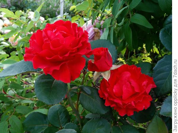 Роза Hommage a Barbara