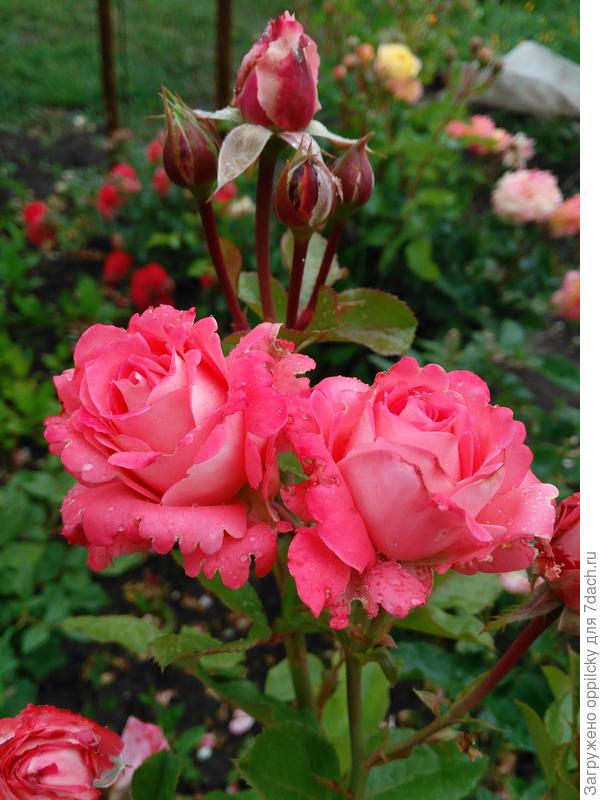 Роза Waikiki (Вайкики )