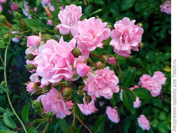 Почвопокровная роза Фейри (The Fairy)