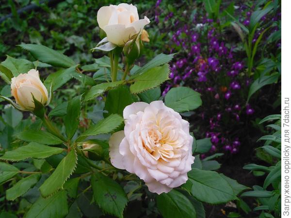 Роза Пастелла (Pastella)