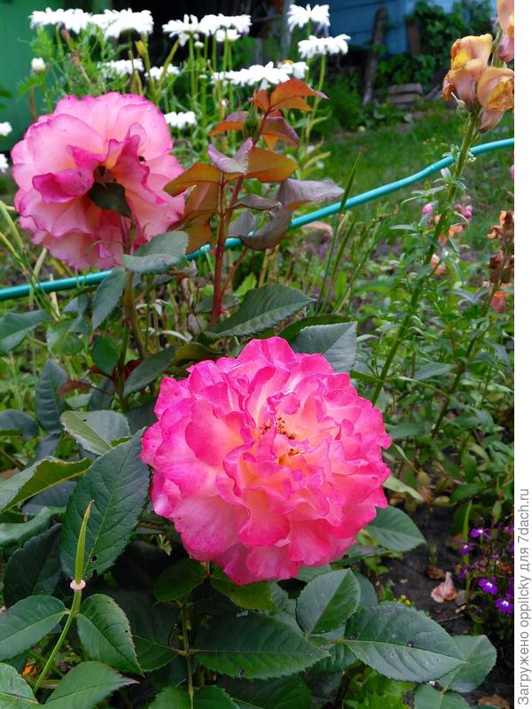 Роза Августа Луиза (Augusta Luise)