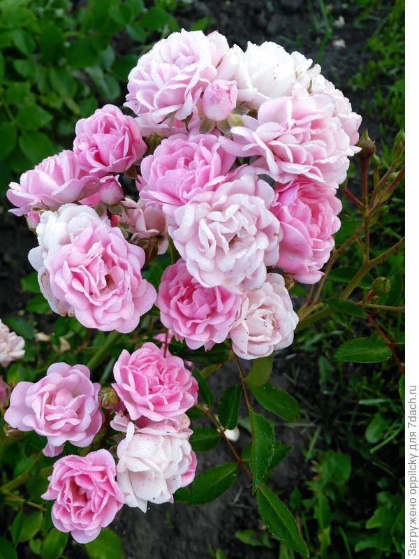 Почвопокровная роза Фейри (The Fairy)