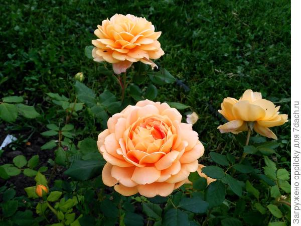 Английская леди «Teasing Georgia»