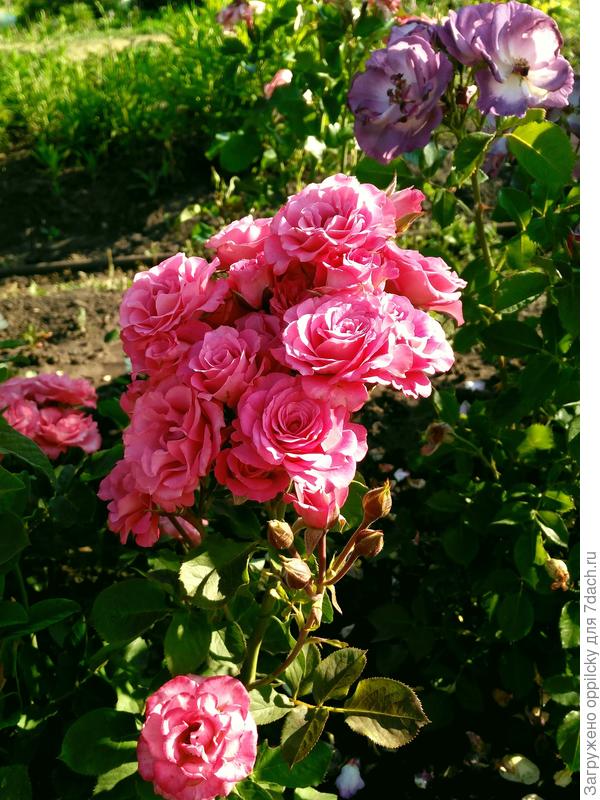 Спрей роза (сорт не знаю)