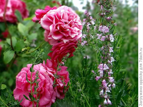 Лаванда с кламберной розой  (сорт не знаю)