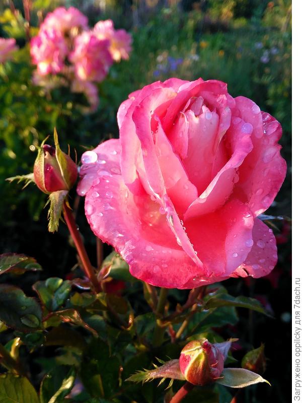 Незнакомка