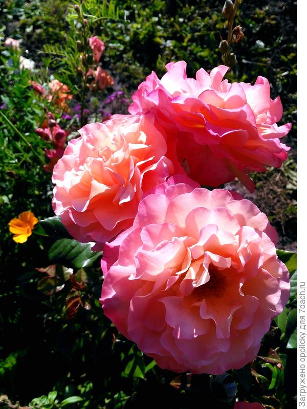 Роза Августа Луиза (Augusta Luise)