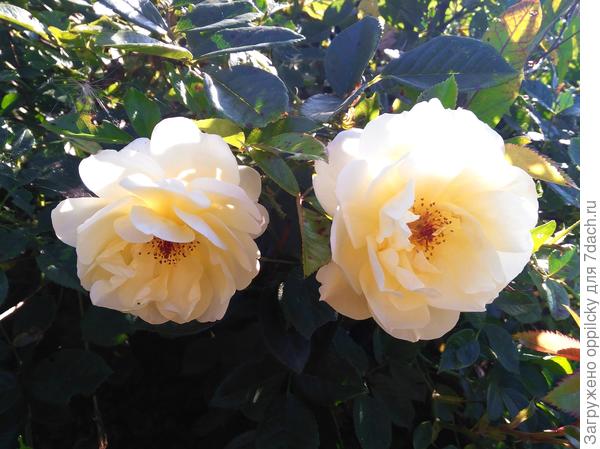 Почвопокровная роза Sonnenschirm