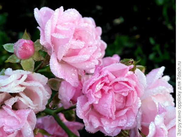 Почвопокровная роза Фейри (The Fairy)