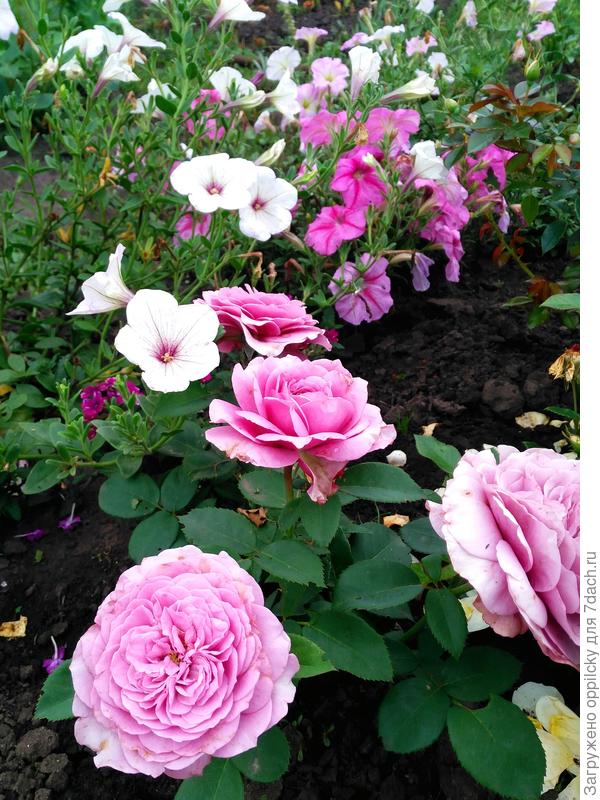 Роза Lavender Ice