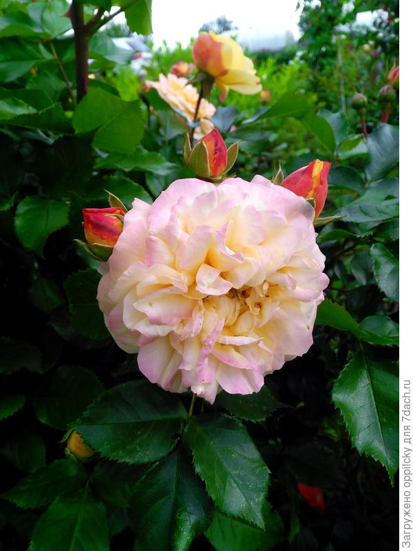 &quot;Рогатая&quot; роза Lampion