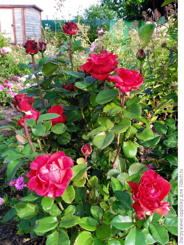 Роза &quot;Hommage a Barbara&quot;