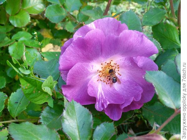 роза Blue for you