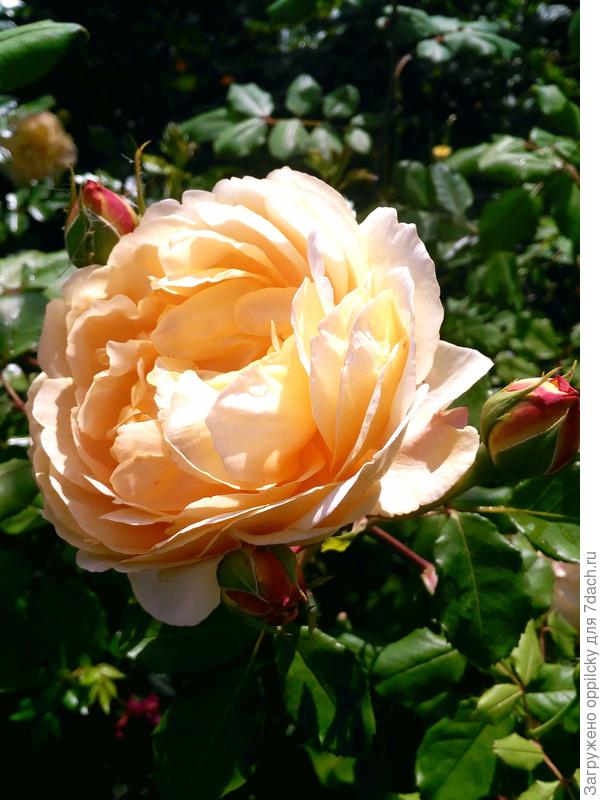 Английская леди «Teasing Georgia»