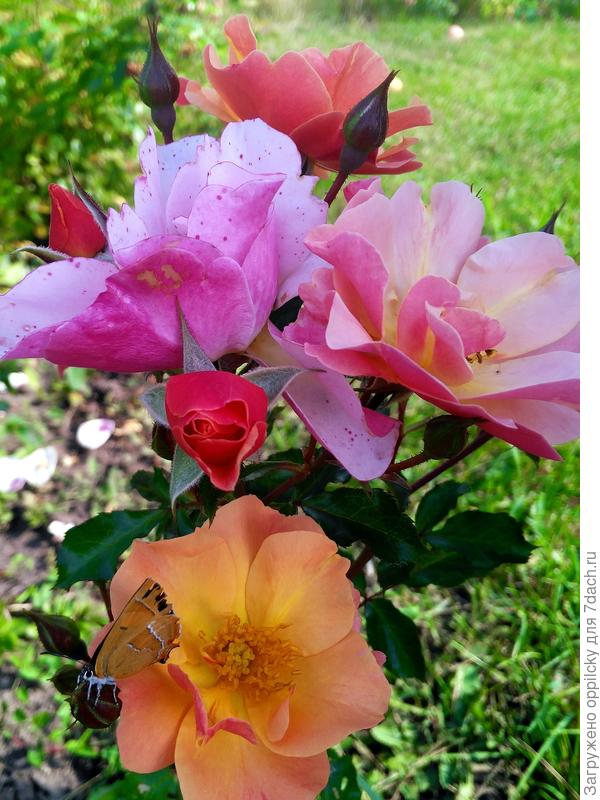 Роза Джаз (Jazz)