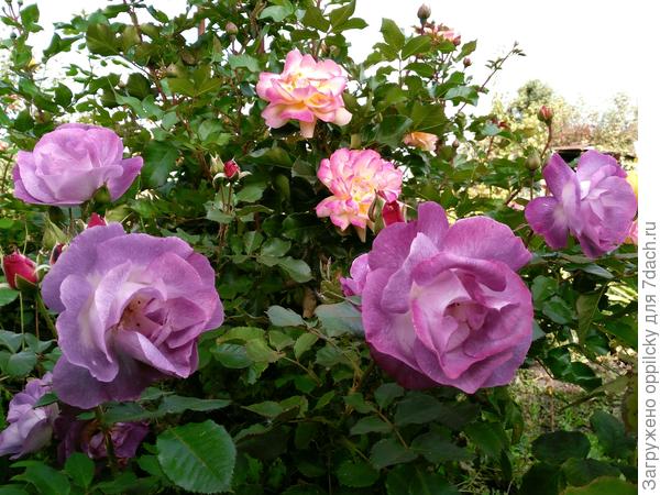 Розы &quot;Blue for you&quot; и &quot;Lampion&quot;