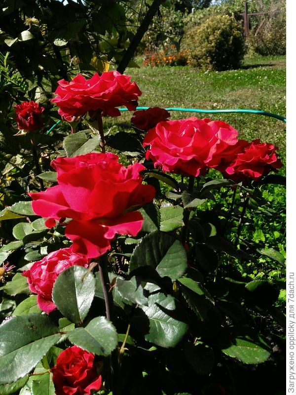 Роза &quot;Hommage a Barbara&quot;