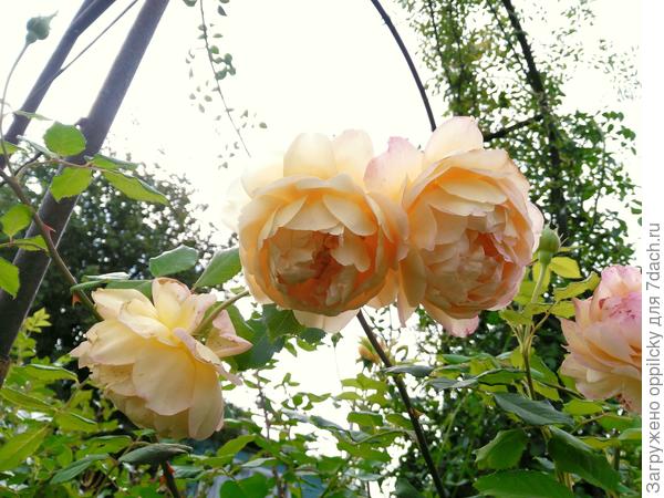 Английская леди «Teasing Georgia»