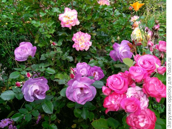 Розы &quot;Lampion&quot;, &quot;Вlue for you&quot; и спрей роза(название не знаю)