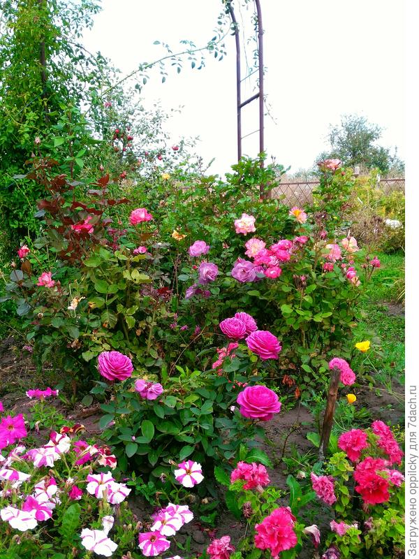 Клумба с розами