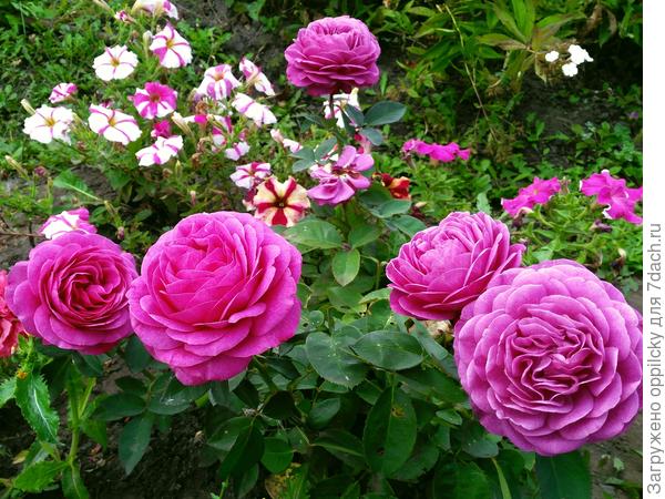 Роза Хайди Клум «Heidi Klum»