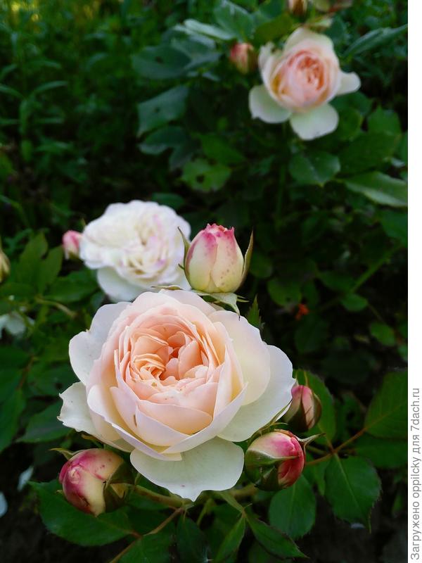 Роза Пастелла (Pastella)