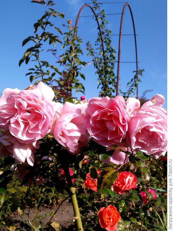 Роза &quot;Гейша