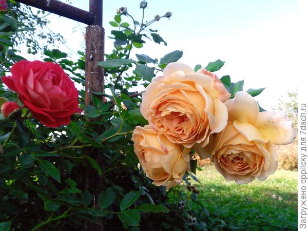 Английская роза «Teasing Georgia»