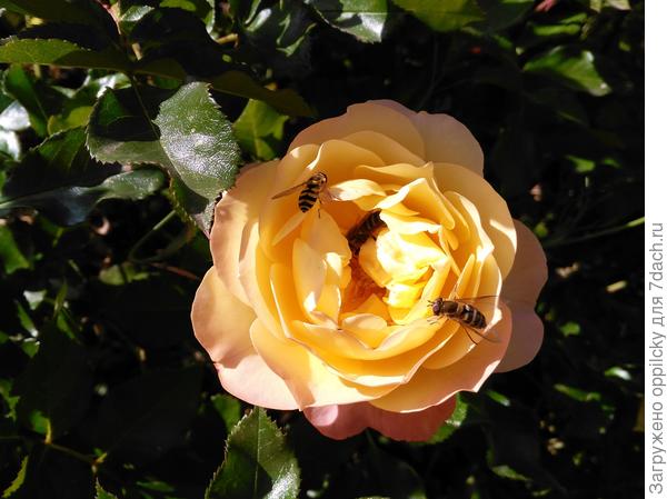 &quot;Аппетитная&quot; роза Lampion