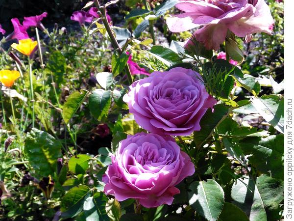 роза Lavender Ice