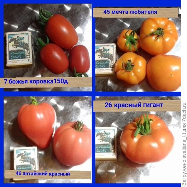 Я вообще думаю она у меня переопылилась. При покупке божья коровка была круглой , а через 3 года некоторые кусты дали овальная форму ,  чудесаа)))