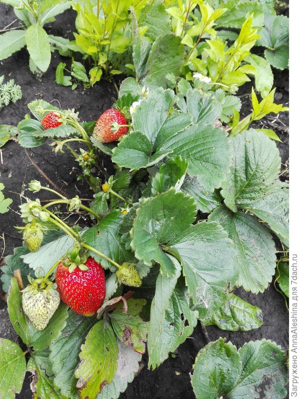 А эту выписывала и весной сажала корешками